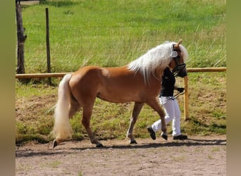 Hafliger, Klacz, 5 lat, 151 cm, Kasztanowata