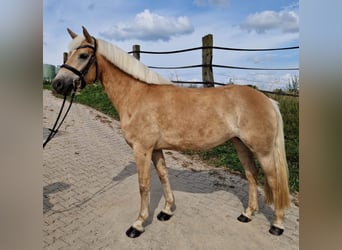 Hafliger, Klacz, 5 lat, 152 cm, Jasnogniada