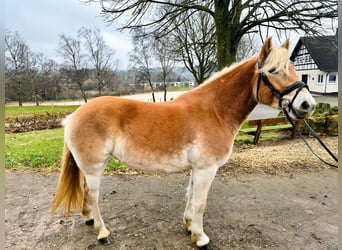 Hafliger, Klacz, 5 lat, 153 cm, Bułana