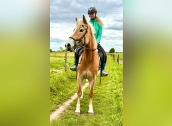 Hafliger, Klacz, 5 lat, 153 cm, Izabelowata