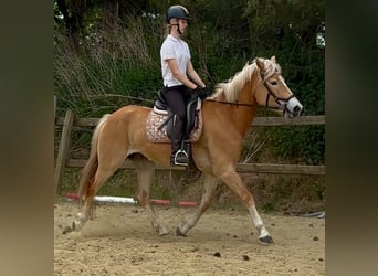 Hafliger, Klacz, 5 lat, 153 cm, Izabelowata
