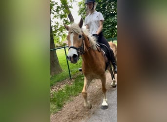 Hafliger, Klacz, 5 lat, 153 cm, Izabelowata