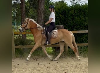 Hafliger, Klacz, 5 lat, 153 cm, Izabelowata