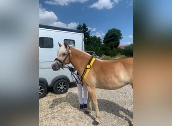 Hafliger, Klacz, 5 lat, 153 cm, Kasztanowata