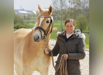 Hafliger, Klacz, 5 lat, 153 cm, Kasztanowata