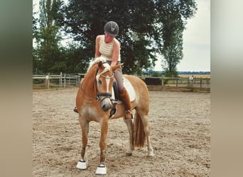 Hafliger, Klacz, 5 lat, 153 cm, Kasztanowata