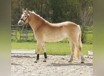 Hafliger, Klacz, 5 lat, 153 cm, Kasztanowata