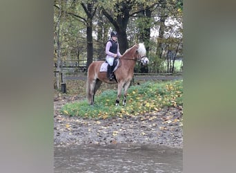 Hafliger, Klacz, 5 lat, 154 cm, Kasztanowata