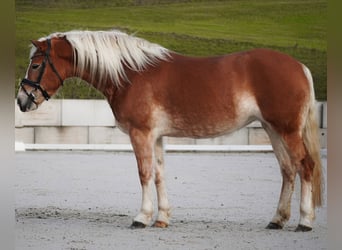 Hafliger, Klacz, 5 lat, 155 cm, Kasztanowata