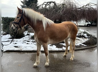 Hafliger, Klacz, 5 lat, 156 cm, Kasztanowata