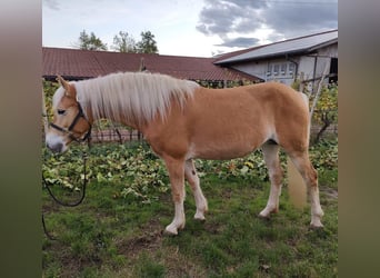 Hafliger, Klacz, 5 lat, 157 cm, Kasztanowata