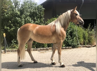 Hafliger, Klacz, 6 lat, 147 cm, Kasztanowata