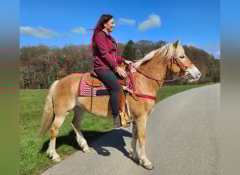 Hafliger, Klacz, 6 lat, 148 cm, Kasztanowata