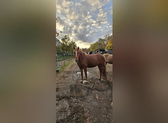 Hafliger Mix, Klacz, 6 lat, 148 cm, Kasztanowata