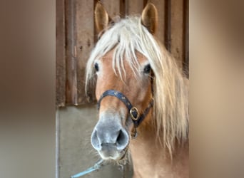 Hafliger, Klacz, 6 lat, 150 cm, Kasztanowata