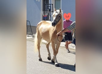 Hafliger, Klacz, 6 lat, 150 cm, Kasztanowata