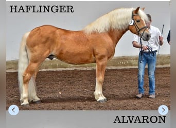 Hafliger, Klacz, 6 lat, 152 cm, Kasztanowata
