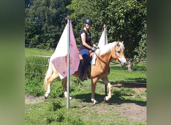 Hafliger, Klacz, 6 lat, 152 cm, Kasztanowata
