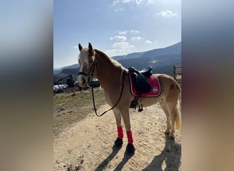 Hafliger, Klacz, 6 lat, 152 cm