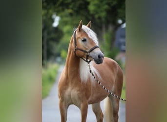 Hafliger, Klacz, 6 lat, 153 cm, Kasztanowata