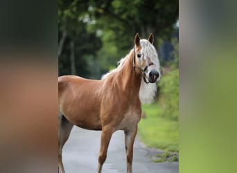 Hafliger, Klacz, 6 lat, 153 cm, Kasztanowata