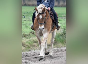 Hafliger, Klacz, 6 lat, 153 cm, Kasztanowata