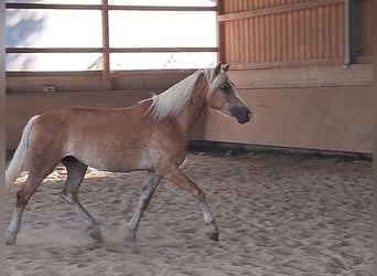 Hafliger, Klacz, 6 lat, 153 cm, Kasztanowata