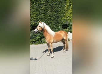 Hafliger, Klacz, 6 lat, 154 cm, Kasztanowata