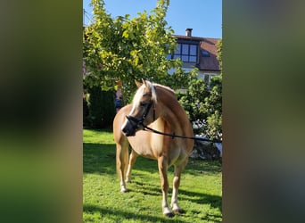 Hafliger, Klacz, 6 lat, 155 cm, Kasztanowata