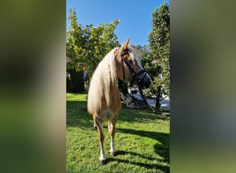 Hafliger, Klacz, 6 lat, 155 cm, Kasztanowata