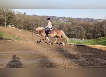 Hafliger, Klacz, 6 lat, 157 cm, Cisawa