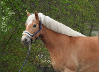 Hafliger, Klacz, 7 lat, 145 cm, Gniada