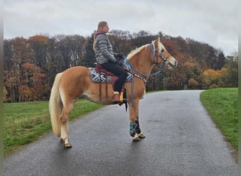 Hafliger, Klacz, 7 lat, 145 cm, Kasztanowata