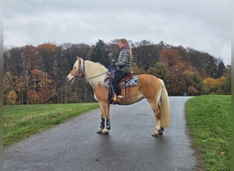 Hafliger, Klacz, 7 lat, 145 cm, Kasztanowata