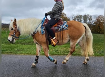 Hafliger, Klacz, 7 lat, 145 cm, Kasztanowata