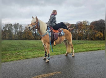 Hafliger, Klacz, 7 lat, 145 cm, Kasztanowata