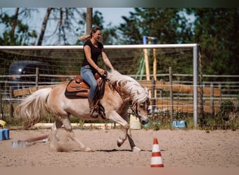 Hafliger, Klacz, 7 lat, 145 cm, Kasztanowata