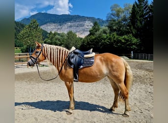 Hafliger, Klacz, 7 lat, 146 cm, Kasztanowata