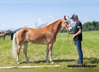 Hafliger, Klacz, 7 lat, 148 cm, Kasztanowata