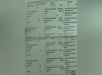 Hafliger, Klacz, 7 lat, 149 cm, Kasztanowata