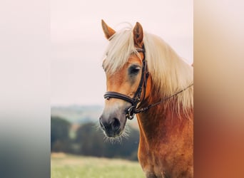 Hafliger, Klacz, 7 lat, 155 cm, Kasztanowata