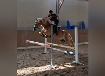 Hafliger, Klacz, 7 lat, 155 cm, Kasztanowata