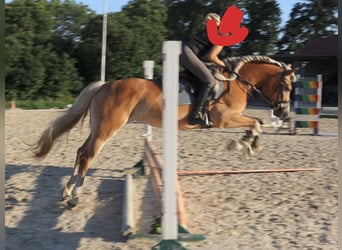 Hafliger, Klacz, 7 lat, 156 cm, Kasztanowata