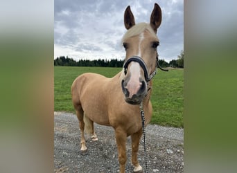 Hafliger Mix, Klacz, 7 lat, 156 cm, Perłowa