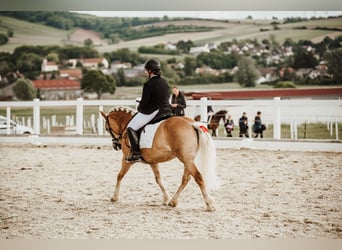 Hafliger, Klacz, 8 lat, 142 cm
