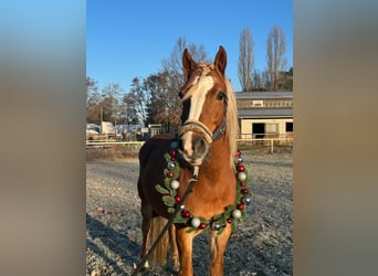 Hafliger Mix, Klacz, 8 lat, 145 cm