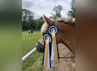 Hafliger, Klacz, 8 lat, 145 cm