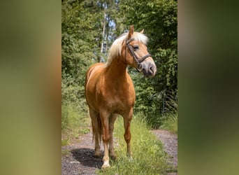 Hafliger, Klacz, 8 lat, 147 cm, Izabelowata