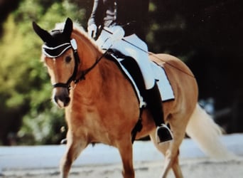 Hafliger, Klacz, 8 lat, 147 cm, Izabelowata