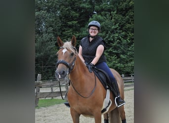Hafliger Mix, Klacz, 8 lat, 148 cm, Kasztanowata